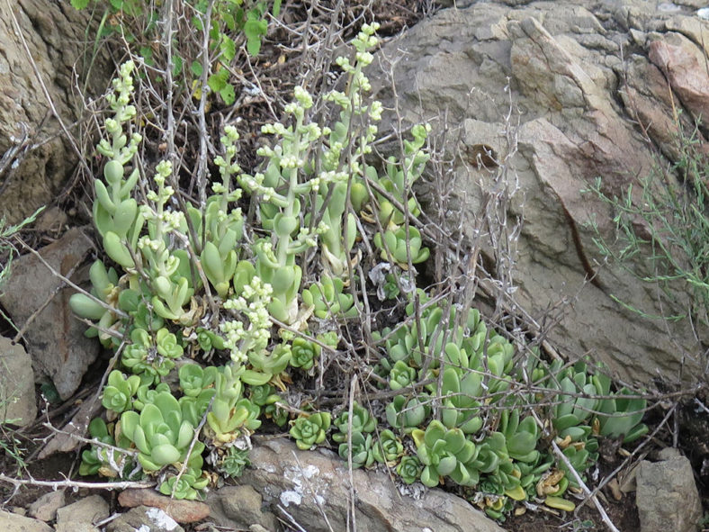 Sedum glabrum