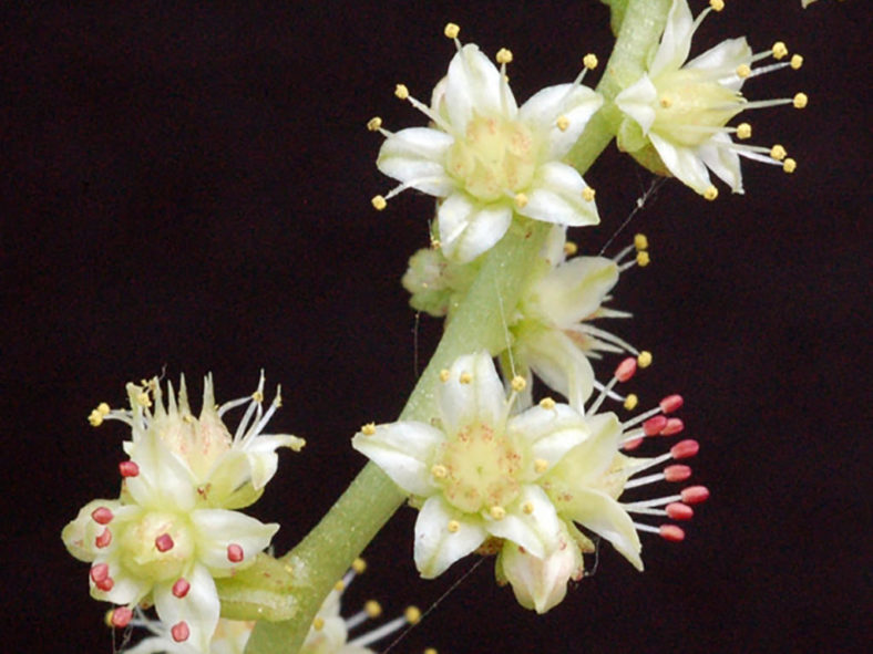 Sedum glabrum