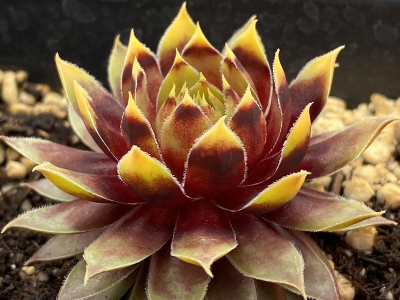 Sempervivum 'Gold Rush'