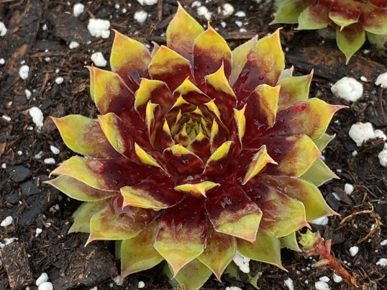 Sempervivum 'Gold Rush'