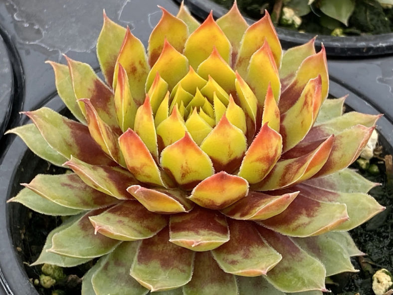 Sempervivum 'Gold Rush'