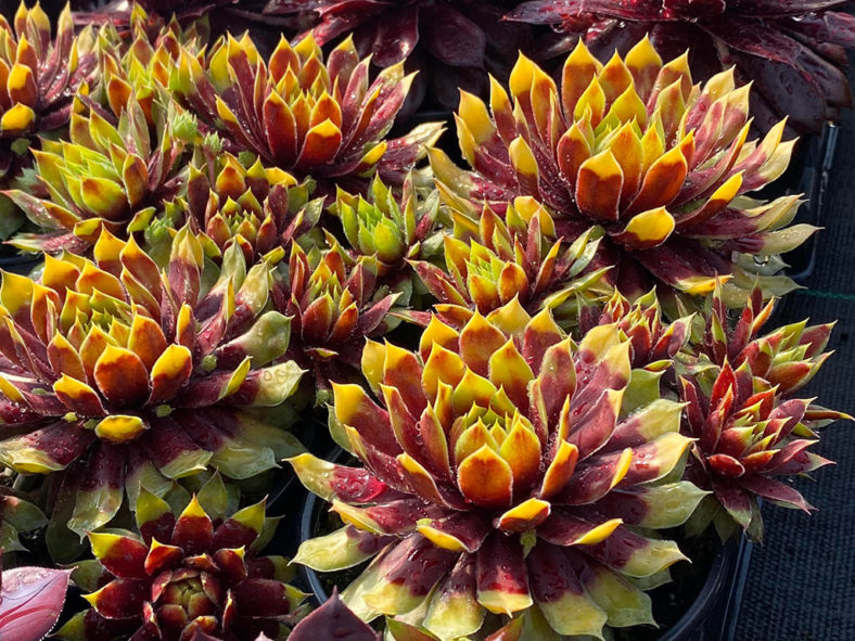 Sempervivum 'Gold Rush'