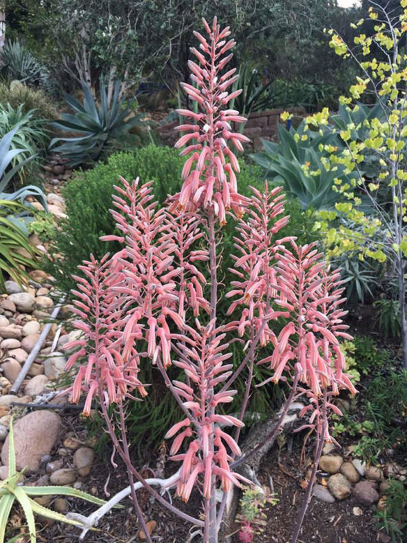 Aloe pruinosa (Powder Aloe)