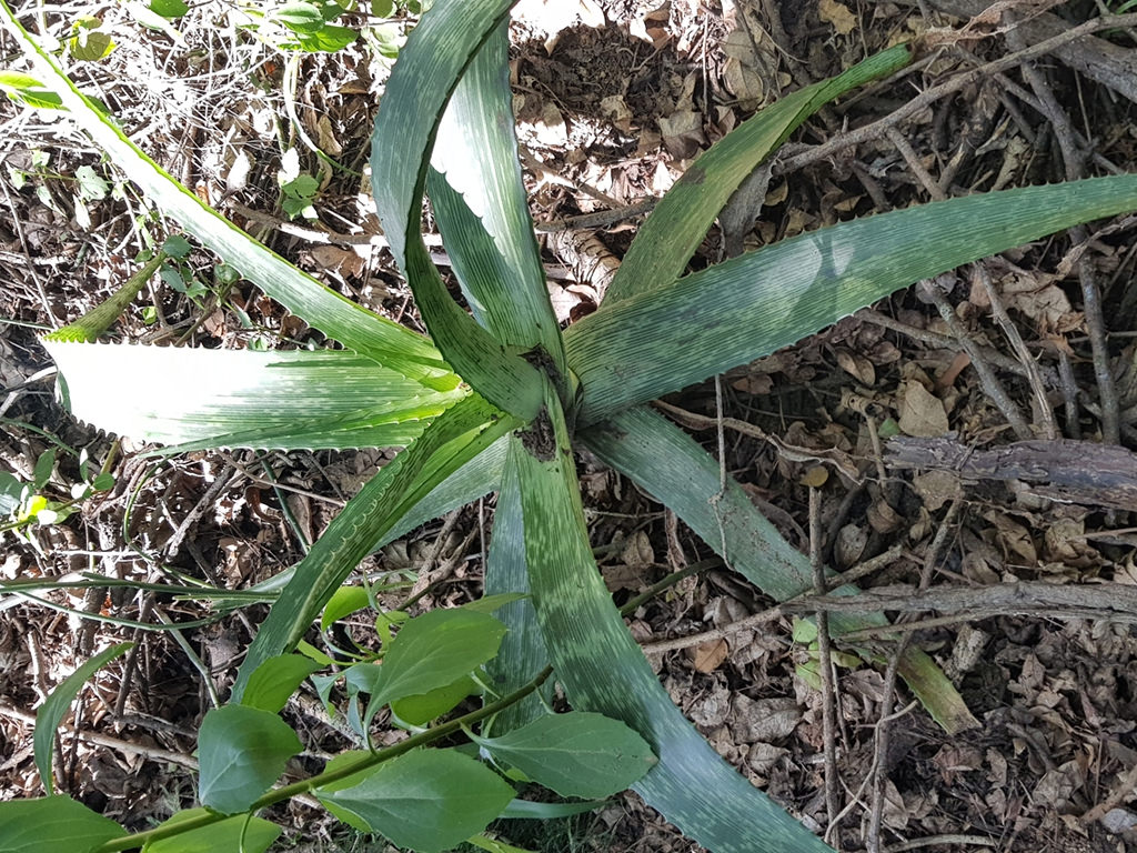 Aloe pruinosa (Powder Aloe)