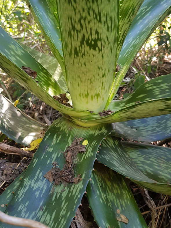 Aloe pruinosa (Powder Aloe)