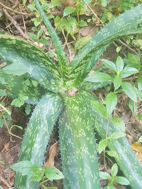 Aloe pruinosa (Powder Aloe)