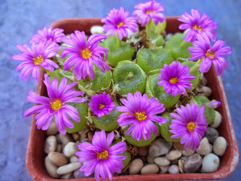 Conophytum smorenskaduense