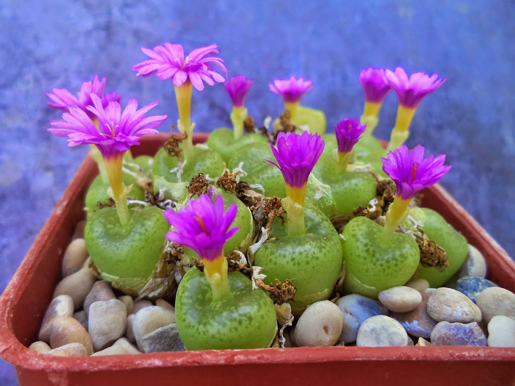 Conophytum smorenskaduense