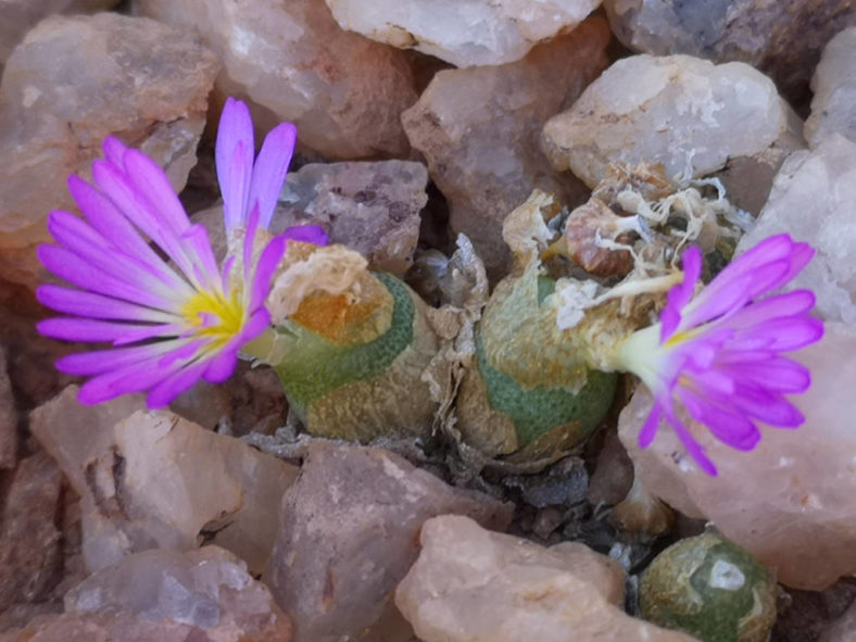 Conophytum smorenskaduense