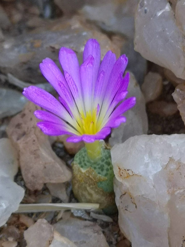 Conophytum smorenskaduense