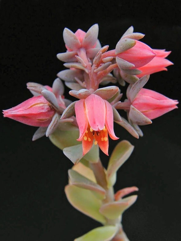 Echeveria australis