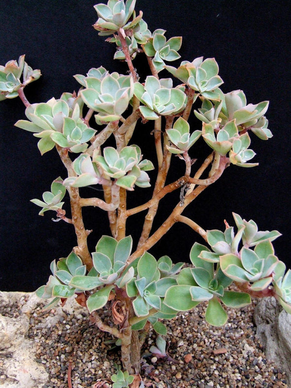 Echeveria australis