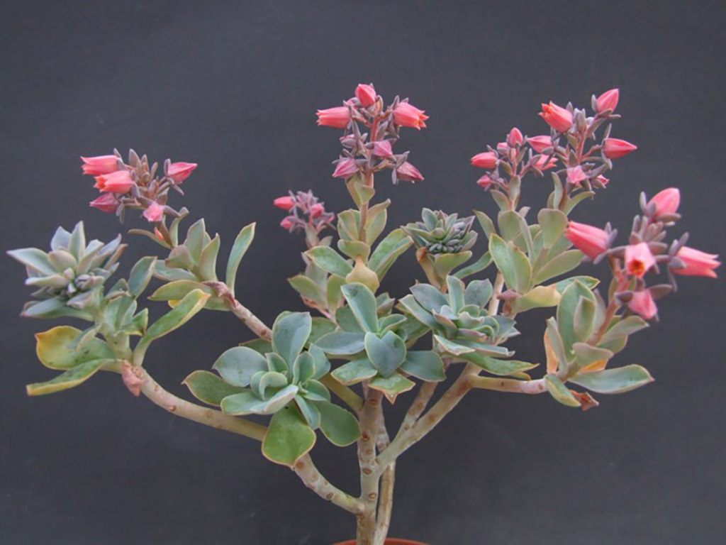 Echeveria australis