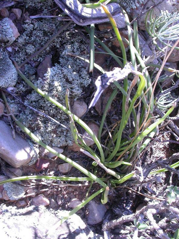 Haworthia blackburniae