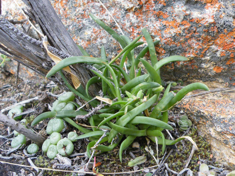 Haworthia blackburniae