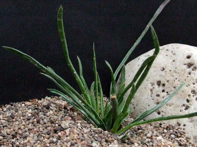 Haworthia blackburniae