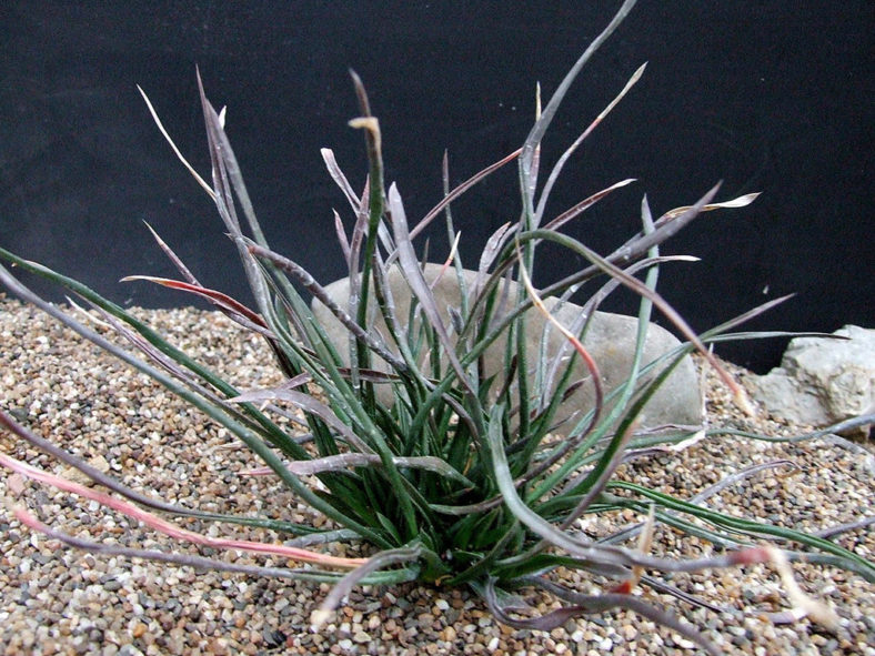 Haworthia blackburniae