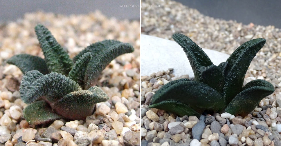 Haworthiopsis sordida var. lavranii 交配 Haworthiopsis-sordida-var.-