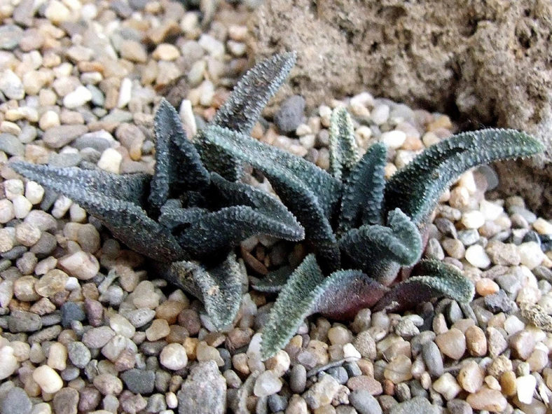 Haworthiopsis sordida var. lavrani aka Haworthiopsis sordida var. lavranii, Haworthia sordida var. lavrani, Haworthia sordida var. lavranii