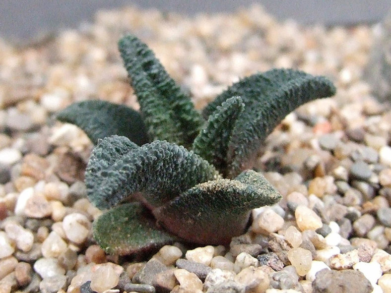 Haworthiopsis sordida var. lavrani aka Haworthiopsis sordida var. lavranii, Haworthia sordida var. lavrani, Haworthia sordida var. lavranii