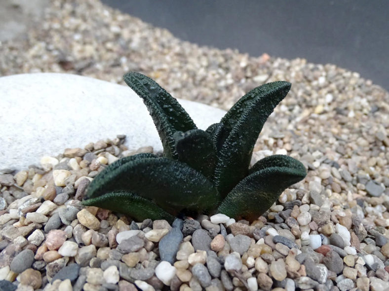 Haworthiopsis sordida var. lavrani aka Haworthiopsis sordida var. lavranii, Haworthia sordida var. lavrani, Haworthia sordida var. lavranii