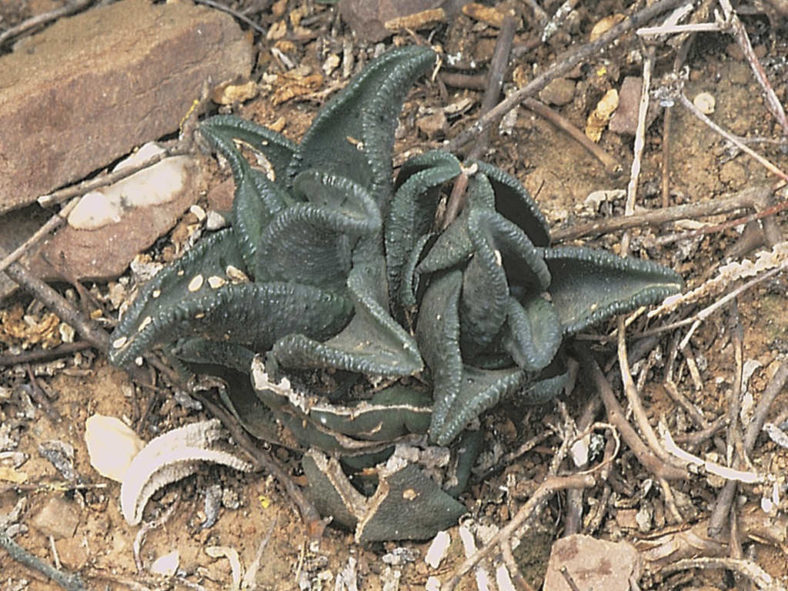 Haworthiopsis sordida var. lavrani aka Haworthiopsis sordida var. lavranii, Haworthia sordida var. lavrani, Haworthia sordida var. lavranii