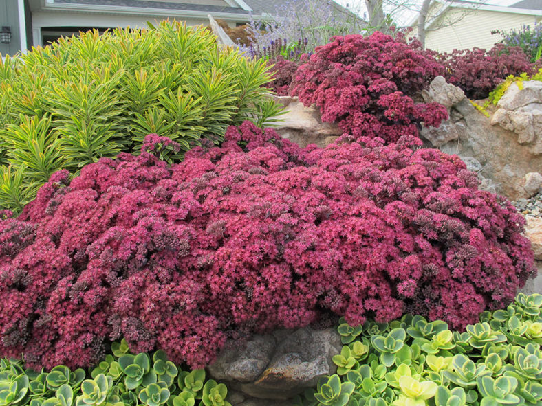 Hylotelephium 'Dazzleberry' aka Sedum 'Dazzleberry'