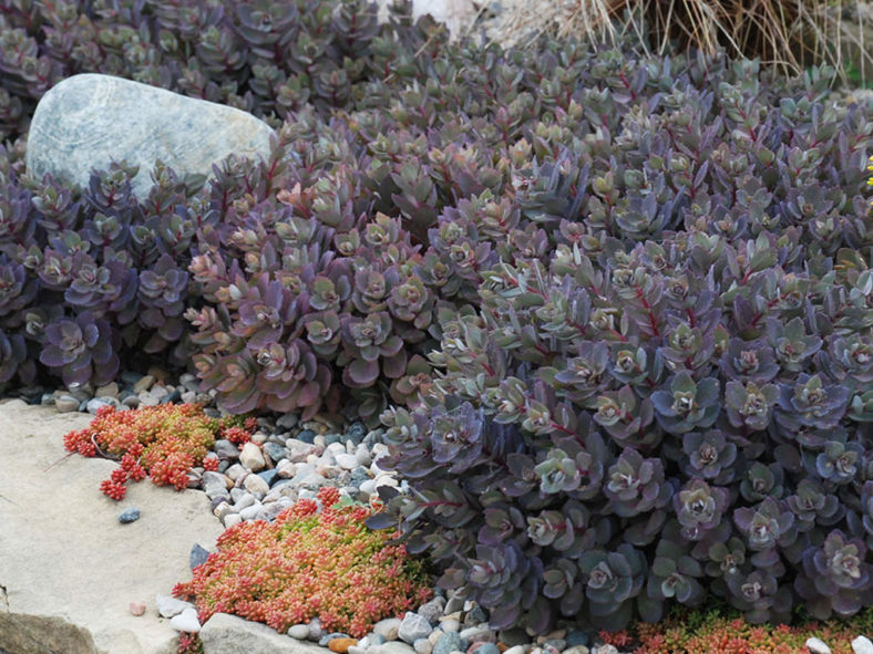 Hylotelephium 'Dazzleberry' aka Sedum 'Dazzleberry'