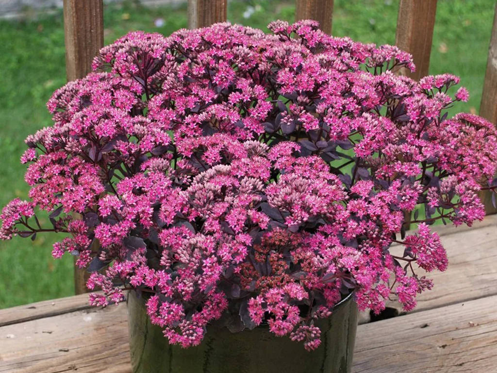 Hylotelephium 'Dazzleberry' aka Sedum 'Dazzleberry'