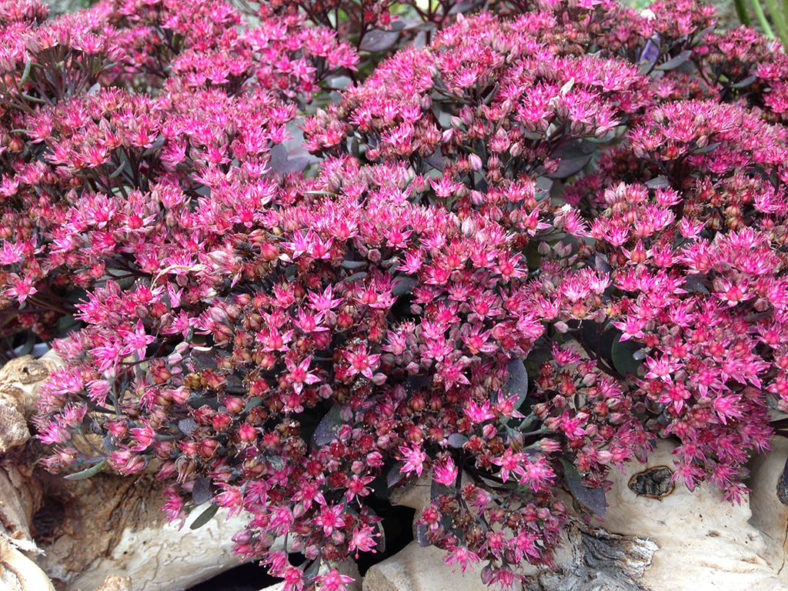 Hylotelephium 'Dazzleberry' aka Sedum 'Dazzleberry'