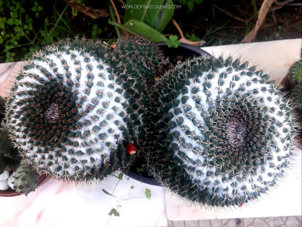 Mammillaria sempervivi