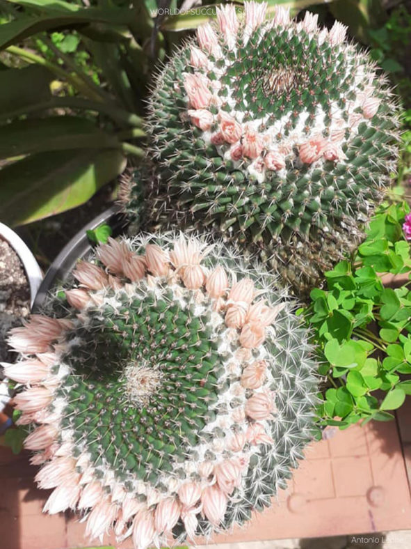 Mammillaria sempervivi