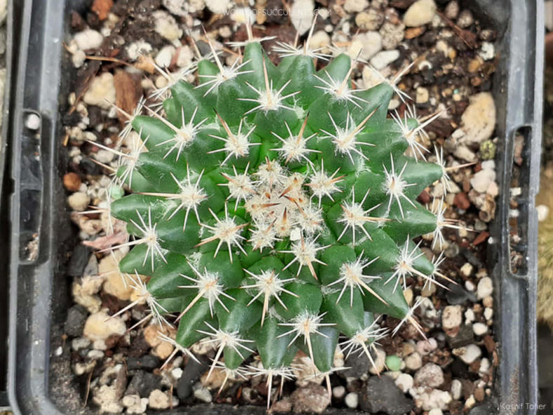 Mammillaria sempervivi