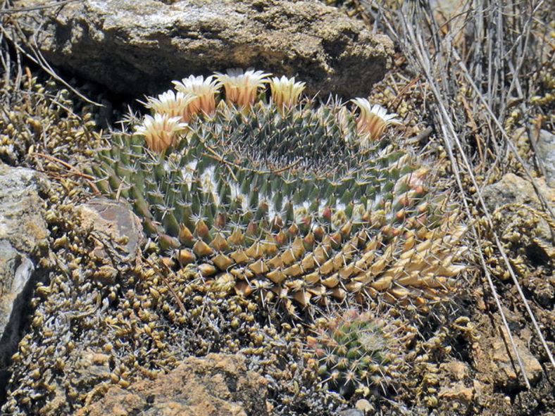 Mammillaria sempervivi