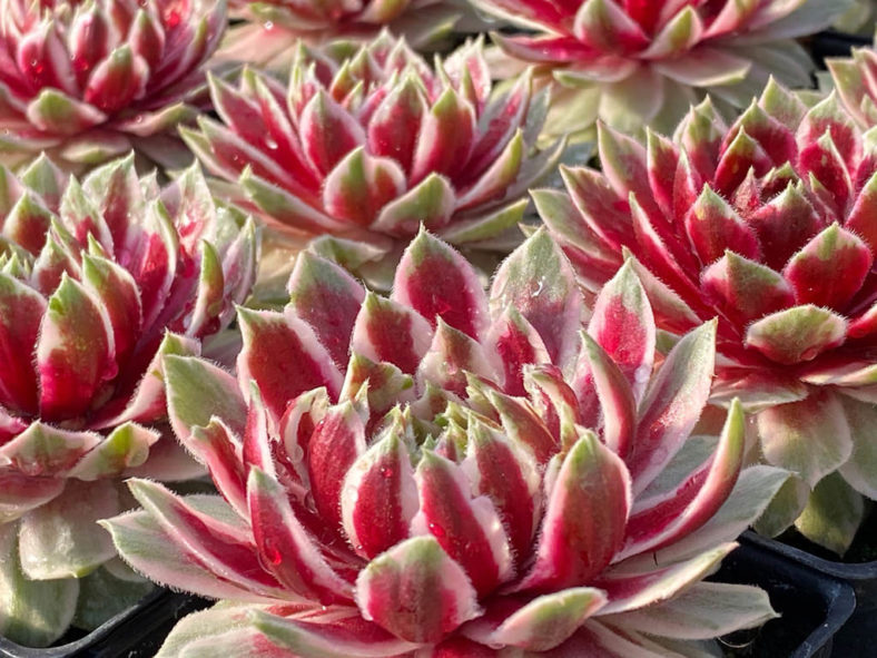 Sempervivum 'Lotus Blossom'