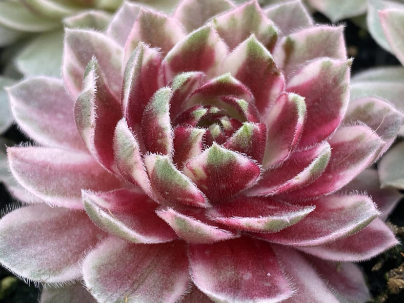 Sempervivum 'Lotus Blossom'