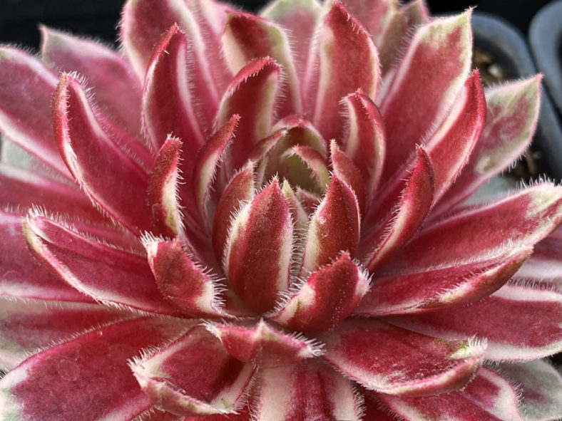 Sempervivum 'Lotus Blossom'