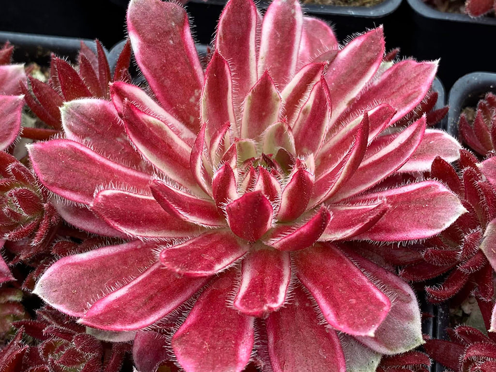 Sempervivum 'Lotus Blossom'