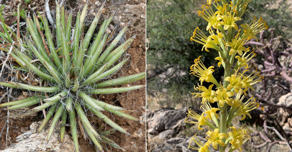 Agave schottii (Schott's Century Plant) - World of Succulents
