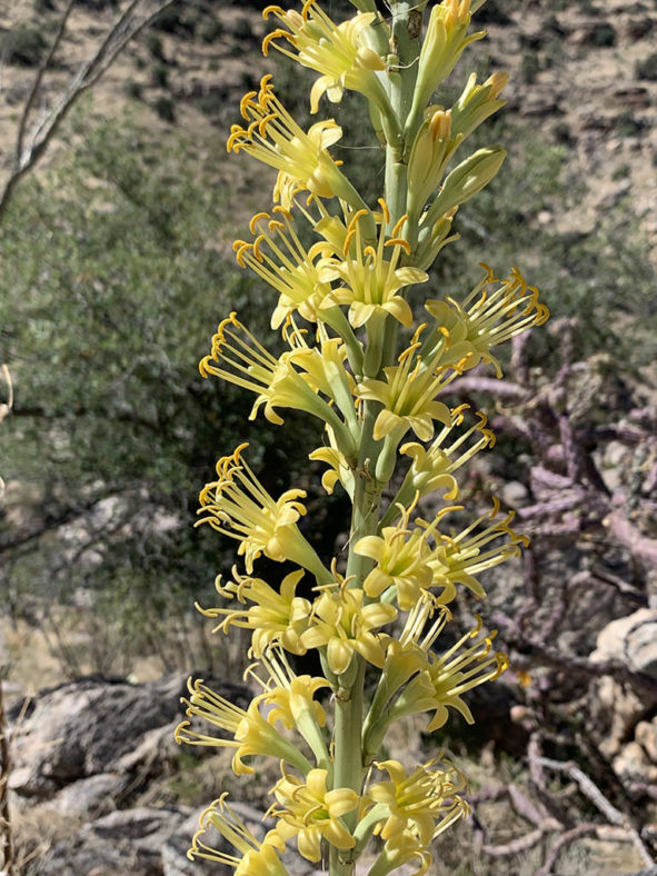 Agave schottii (Schott's Century Plant)