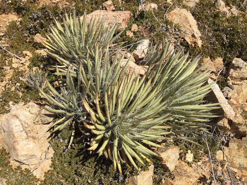 Agave schottii (Schott's Century Plant)