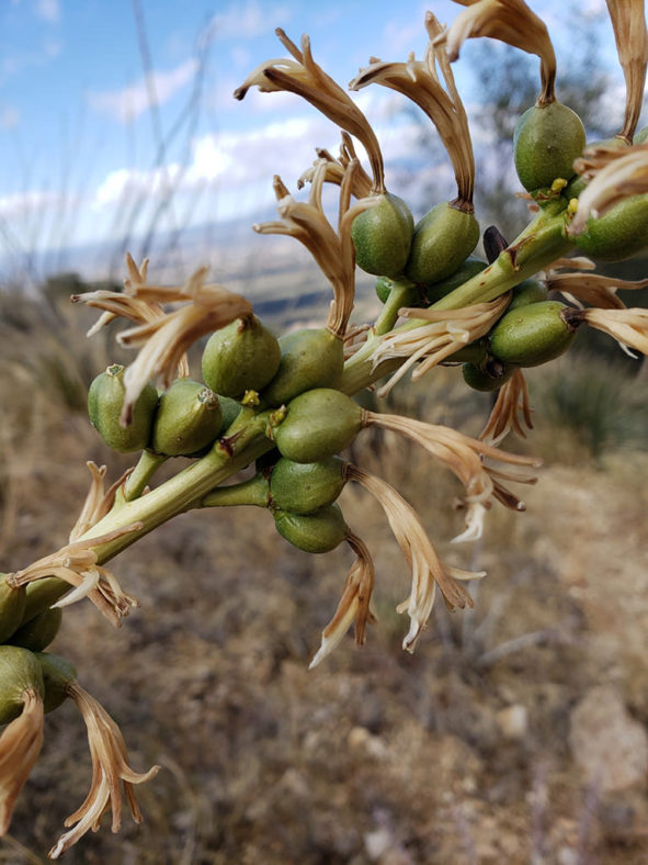 Agave schottii (Schott's Century Plant)