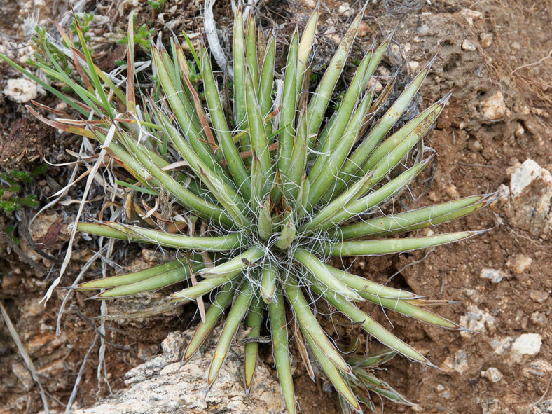 Agave schottii (Schott's Century Plant)