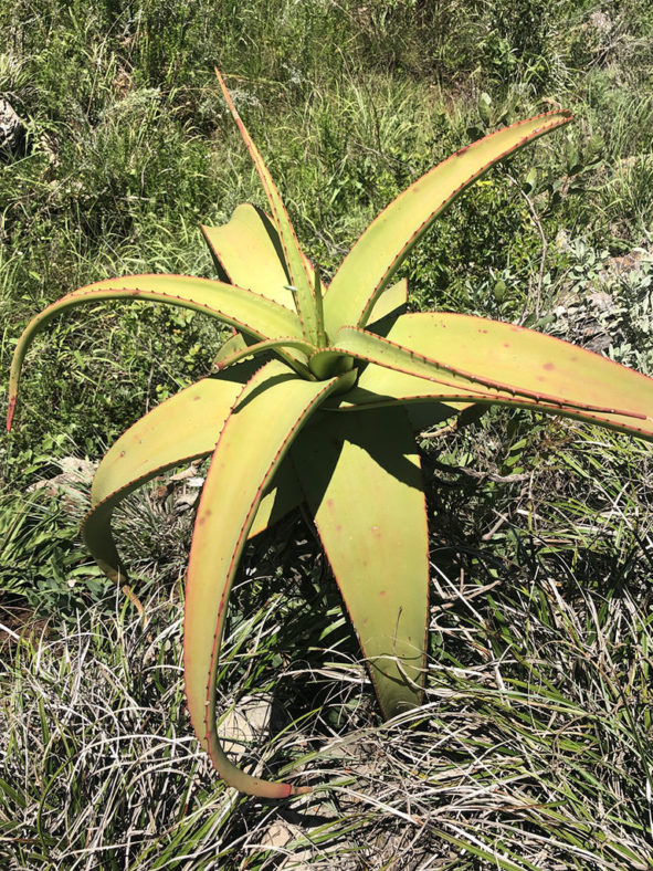 Aloe alooides (Graskop Aloe)