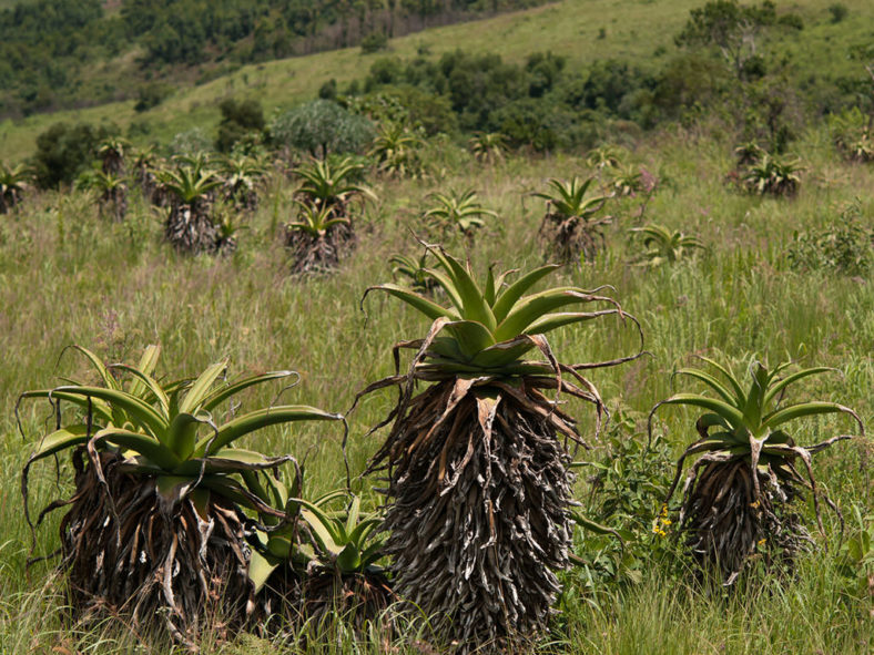 Aloe alooides (Graskop Aloe)