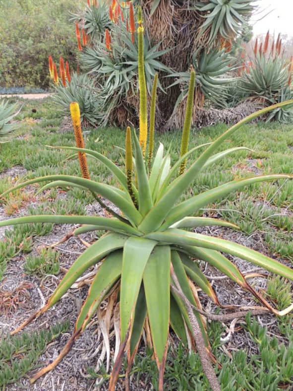 Aloe alooides (Graskop Aloe)