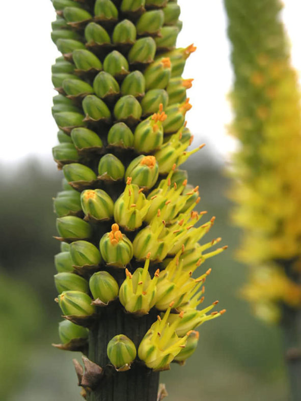 Aloe alooides (Graskop Aloe)