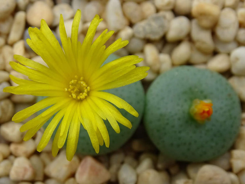 Conophytum flavum (Yellow Cone Plant)