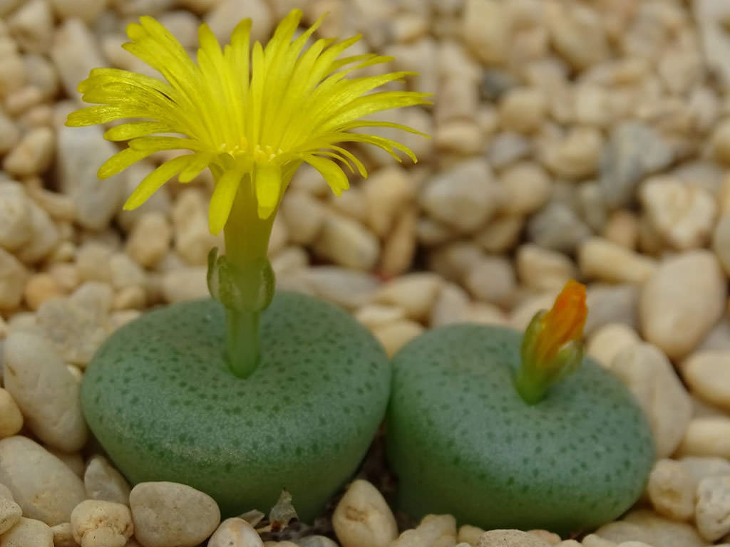Conophytum flavum (Yellow Cone Plant)