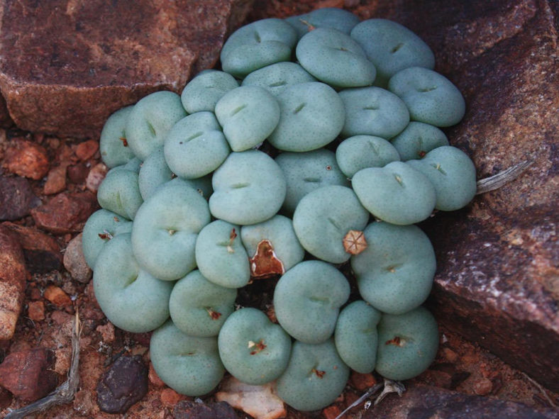 Conophytum flavum (Yellow Cone Plant)